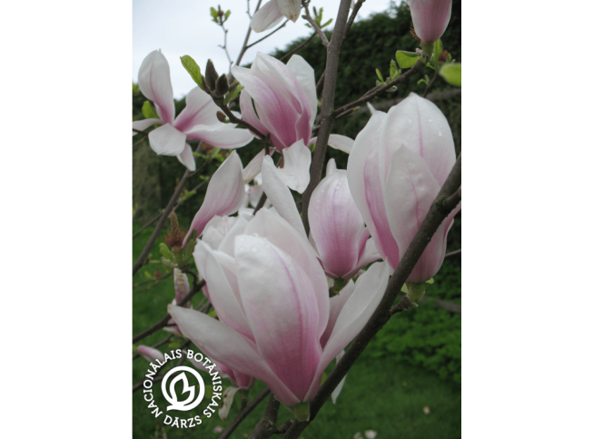 Magnolia × soulangeana